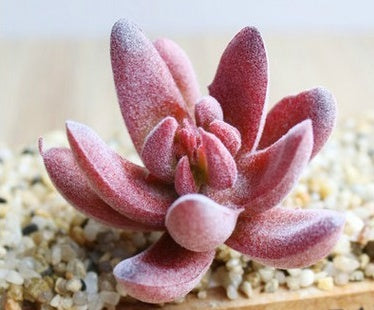 Artificial Plants Décor - Indoor Succulent Green | Tillmart