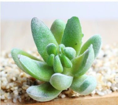 Artificial Plants Décor - Indoor Succulent Green | Tillmart