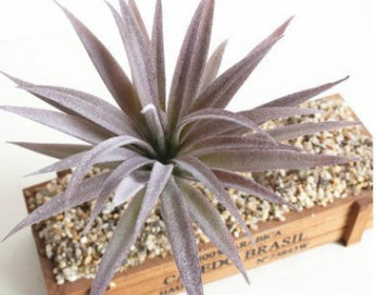 Artificial Plants Décor - Indoor Succulent Green | Tillmart