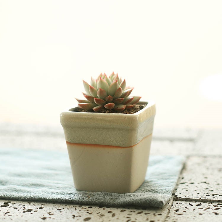 Succulent Planter Ceramic Pot - Indoor Decor | Tillmart
