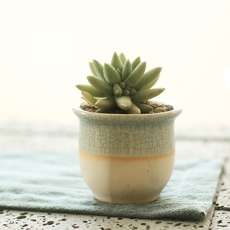 Succulent Planter Ceramic Pot - Indoor Decor | Tillmart