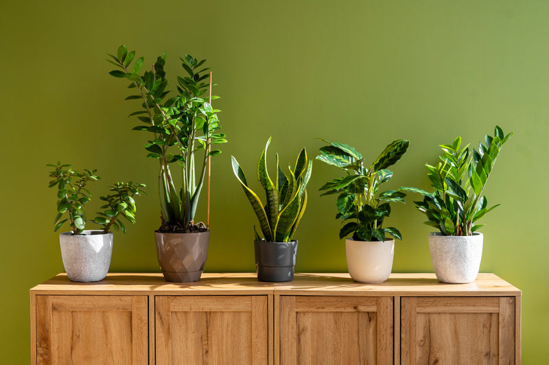 Indoor Plants Online - Greenery Collection | Tillmart