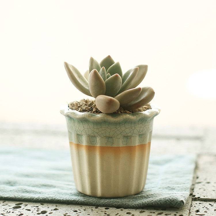 Succulent Planter Ceramic Pot - Indoor Decor | Tillmart