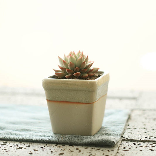 Succulent Planter Ceramic Pot - Indoor Decor | Tillmart