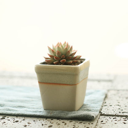 Succulent Planter Ceramic Pot - Indoor Decor | Tillmart