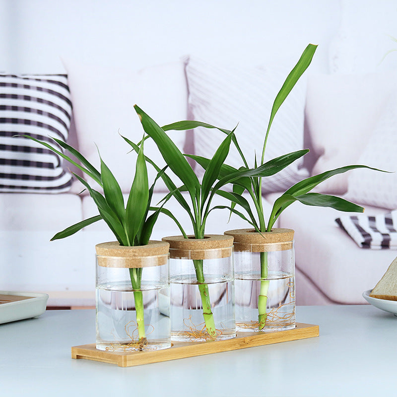Glass Hydroponic Vase Indoor Plant | Tillmart