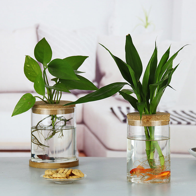 Glass Hydroponic Vase Indoor Plant | Tillmart