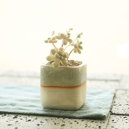 Succulent Planter Ceramic Pot - Indoor Decor | Tillmart