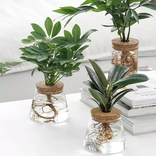 Glass Hydroponic Vase Indoor Plant | Tillmart