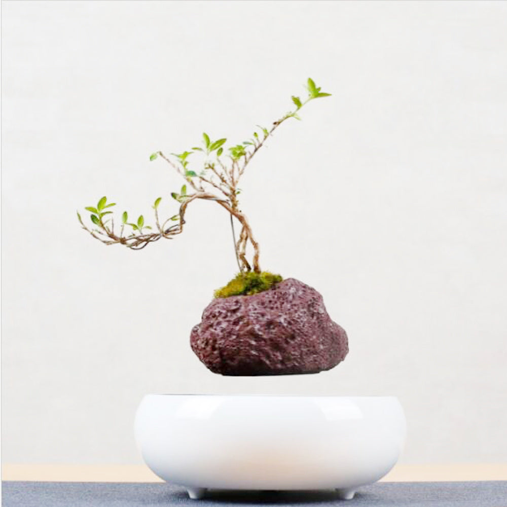 Levitating Plant Pot