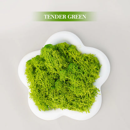 Artificial Green Plants Eternal Life Moss DIY Grass Garden Crafts Home Room Decor Mini Landscape Fake Grass 20/1000g