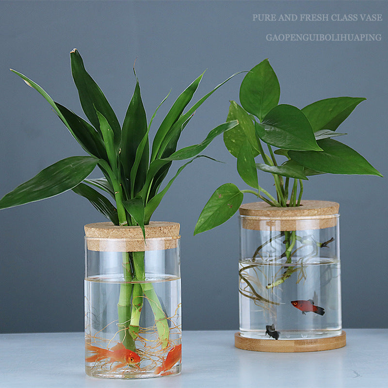 Glass Hydroponic Vase Indoor Plant | Tillmart