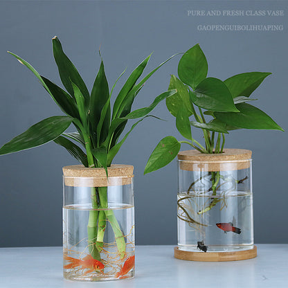 Glass Hydroponic Vase Indoor Plant | Tillmart